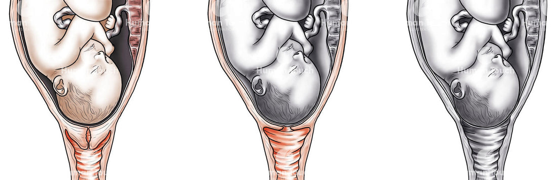 The Role of Medical Illustration in Modern Healthcare Communication
