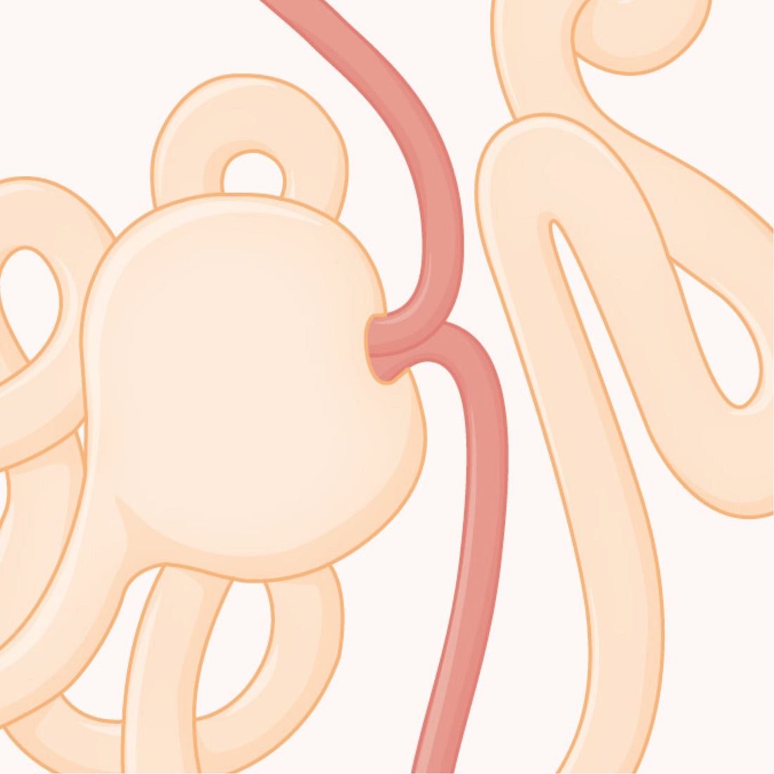 Close up stylised linework of the glomerulus