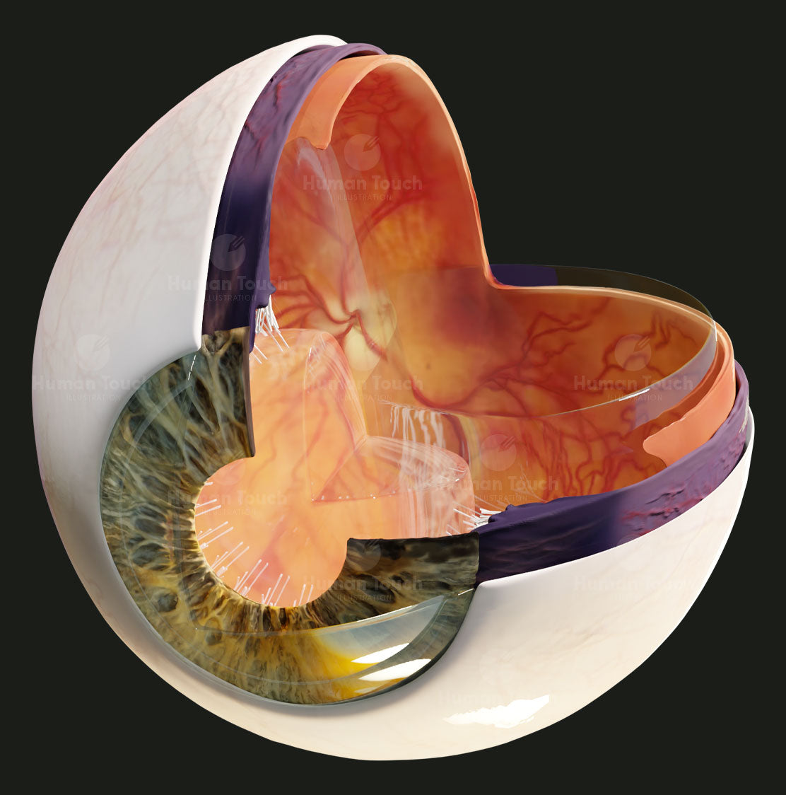 Cross-sectional view of a 3D model of a human eye with detailed anatomy on a black background