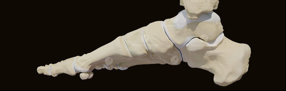 Anatomical 3D model of a foot bones on a black background