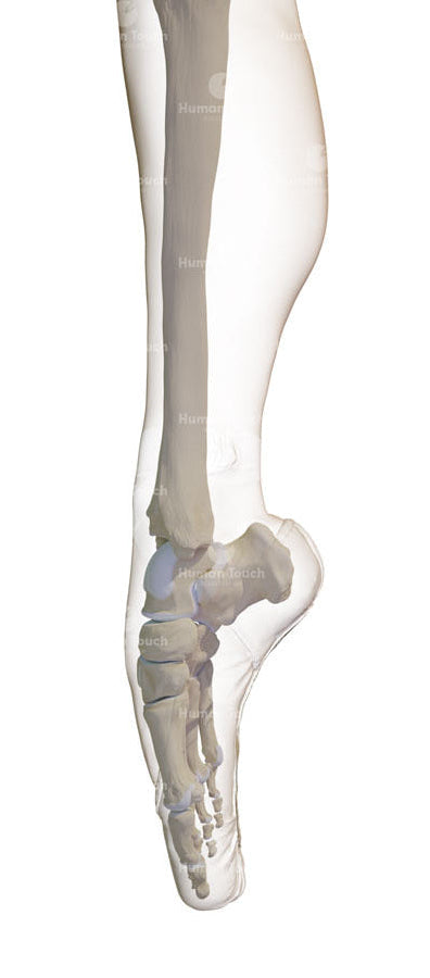 Anatomical 3D model of the foot bones of a ballet dancer. The bones are within a transparent leg and ballet pointe shoe. The image is on a white background.
