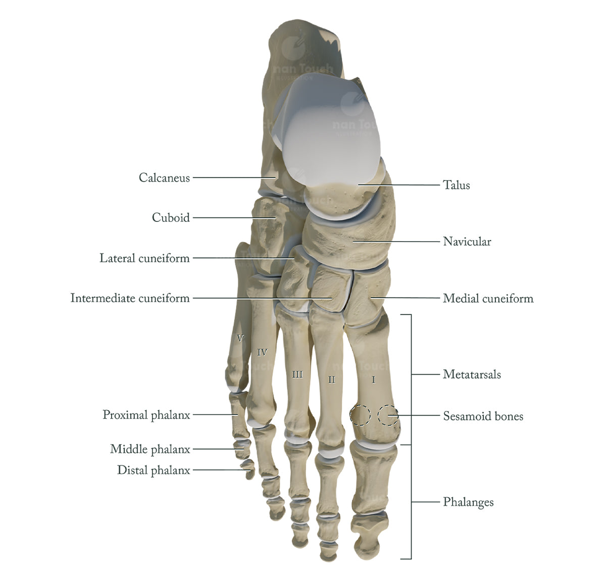 3D model of the foot bones, displayed as an anatomical diagram from a dorsal view and labelled. The image sits on a white background.