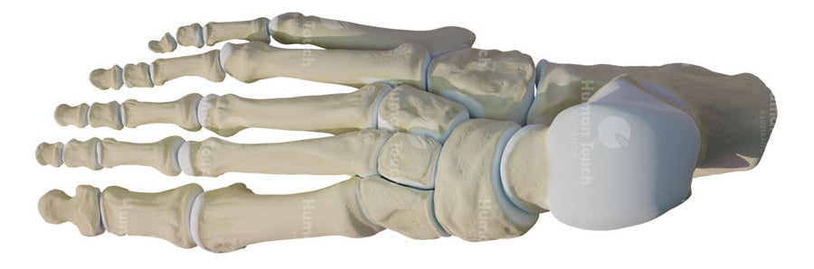 Anatomical 3D model of human foot bones on a white background