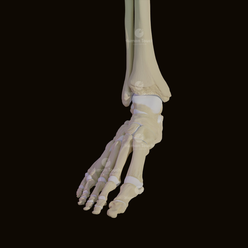 Anatomical 3D model of the human foot and ankle bones on a black background