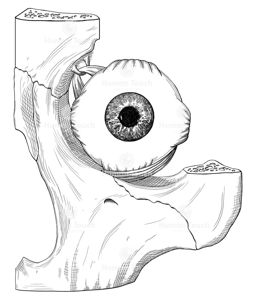 Front view of the human eye, showing cut section of bone and the muscle attachment anatomy