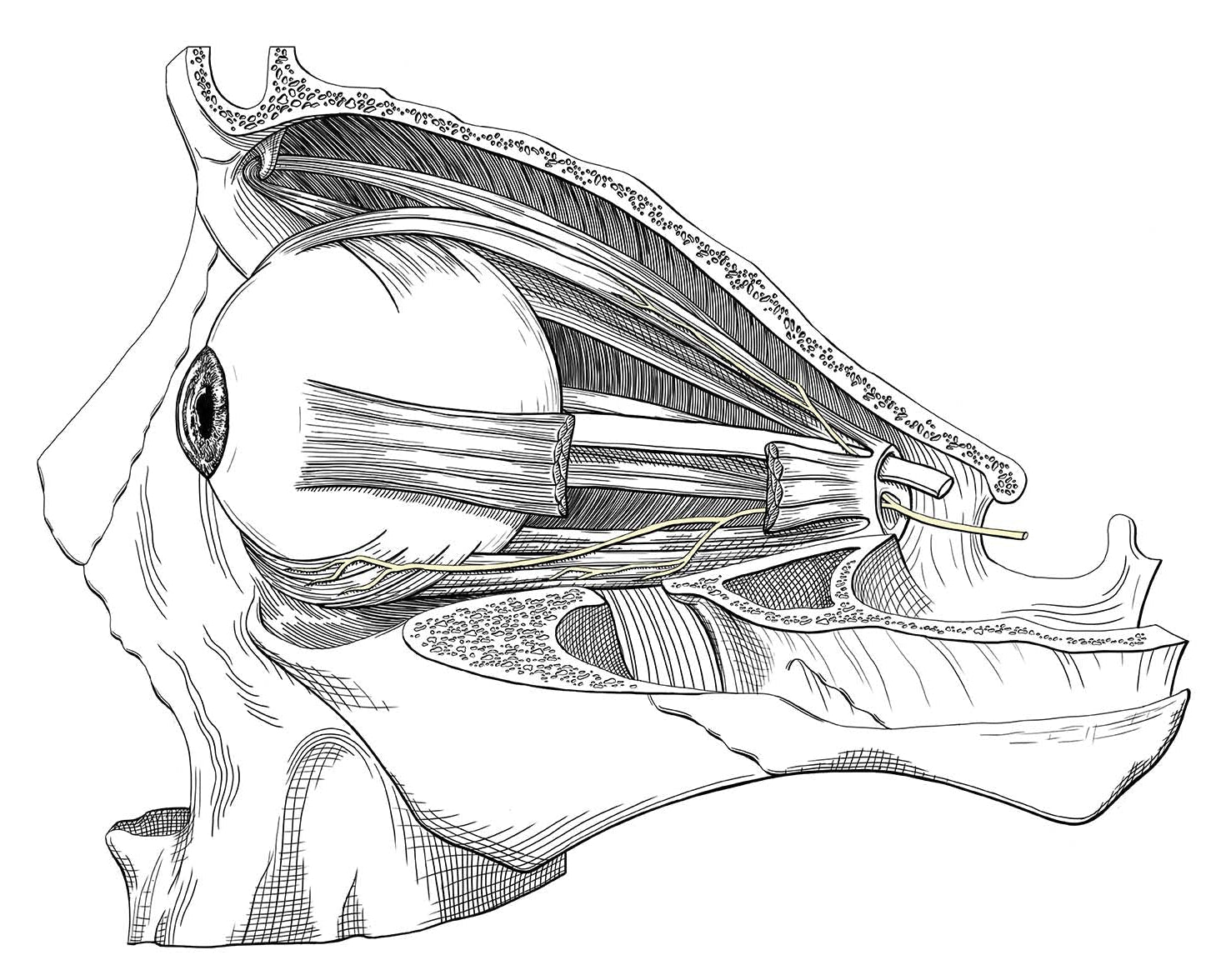 Anatomical line drawing of the human eye and eye muscles within a cut out section of the skull