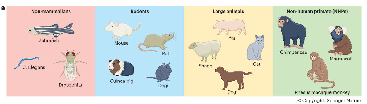 Illustration of various animal species on a colorful background. Full colour technical line editorial illustration for Springer Nature