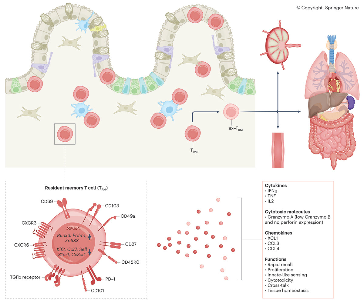 Diagram of immune system cells and processes with labels and illustrations. Full colour technical line illustration of human anatomy. Editorial illustration for Springer Nature