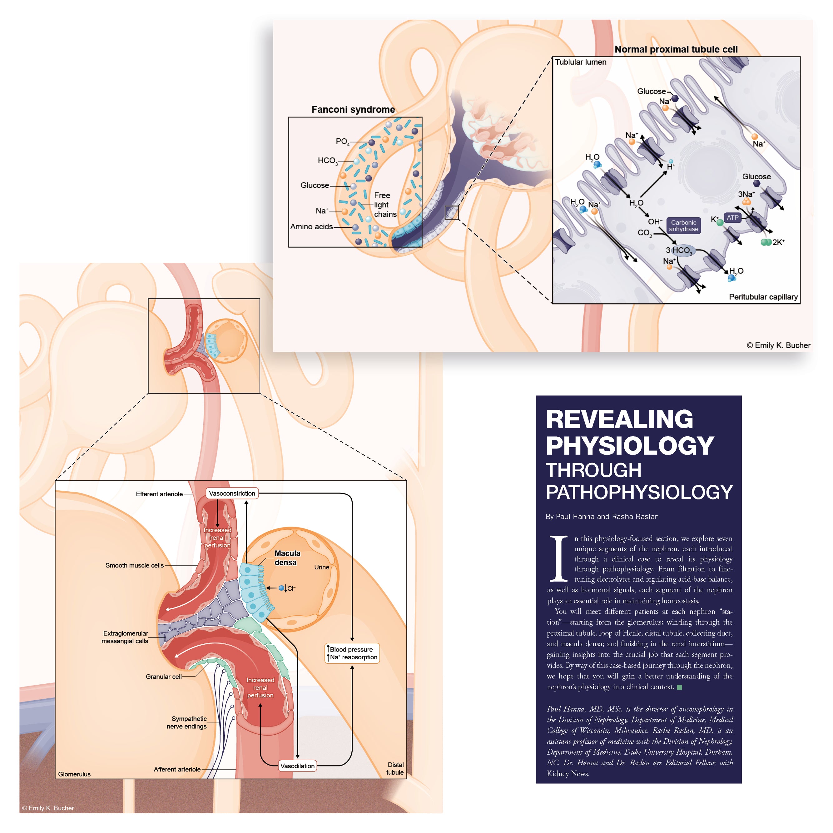 Anatomy, physiology and medical images of kidney nephrons for the Kidney News