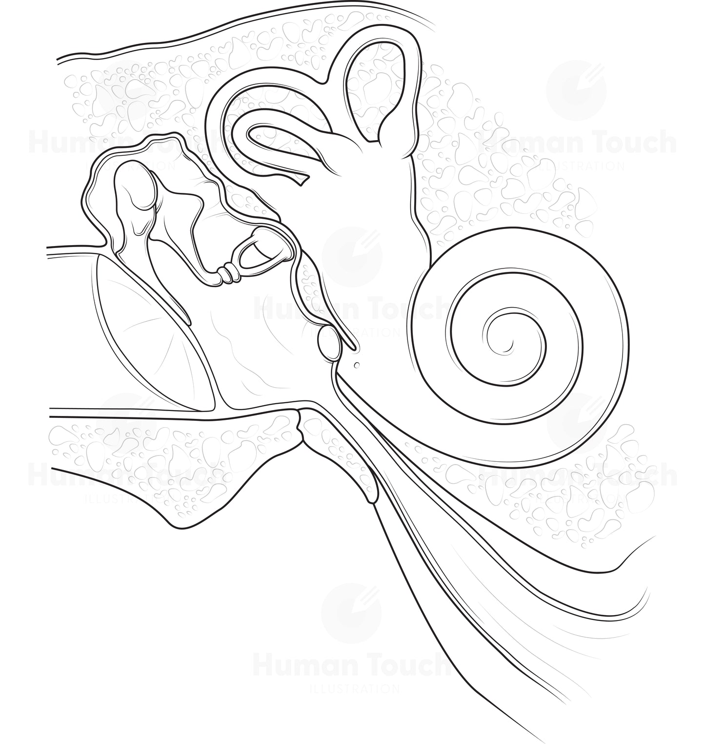Medical anatomical technical linework illustration of the inner ear