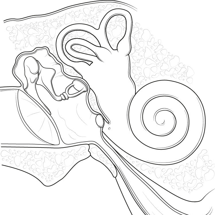 Anatomical line drawing of the inner ear