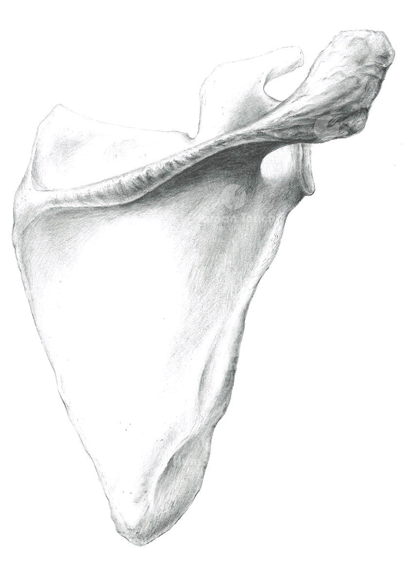 Traditional peciil drawing of the human scapula bone