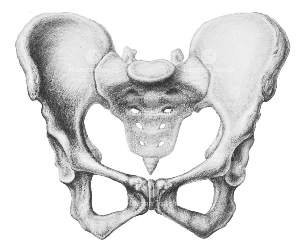Traditional conte drawing of the female human pelvis on a white background