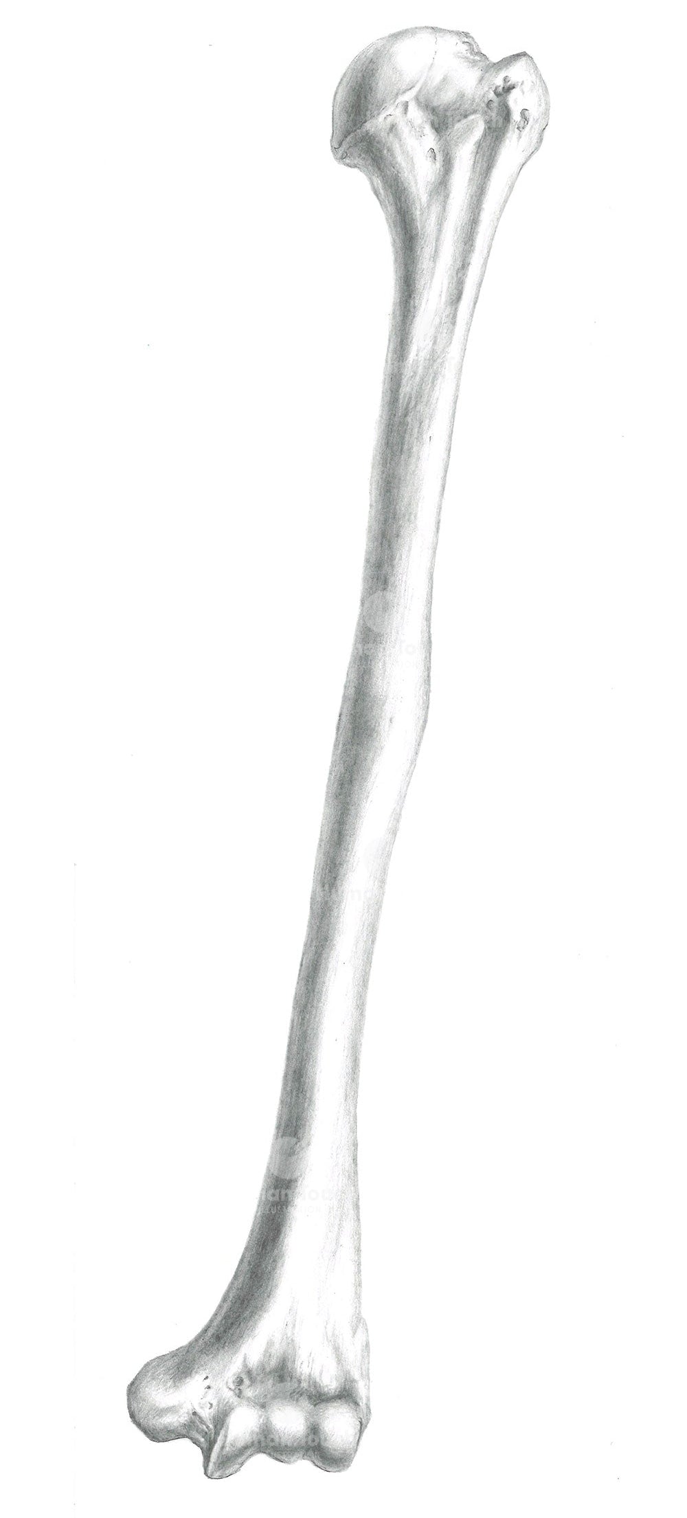 Human humerus bone drawing traditionally in pencil