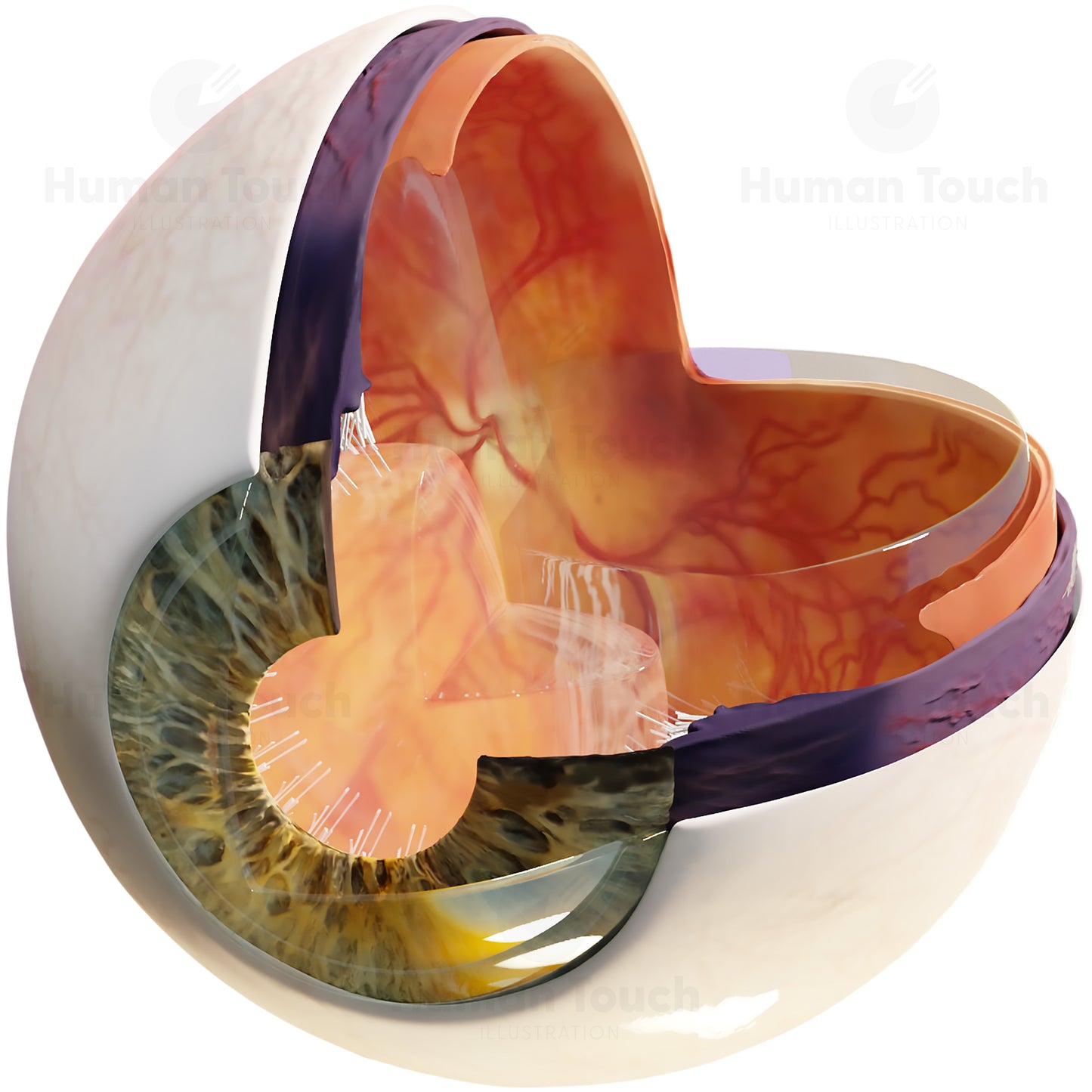 Eye Cross-Section, 3D Anatomy Illustration