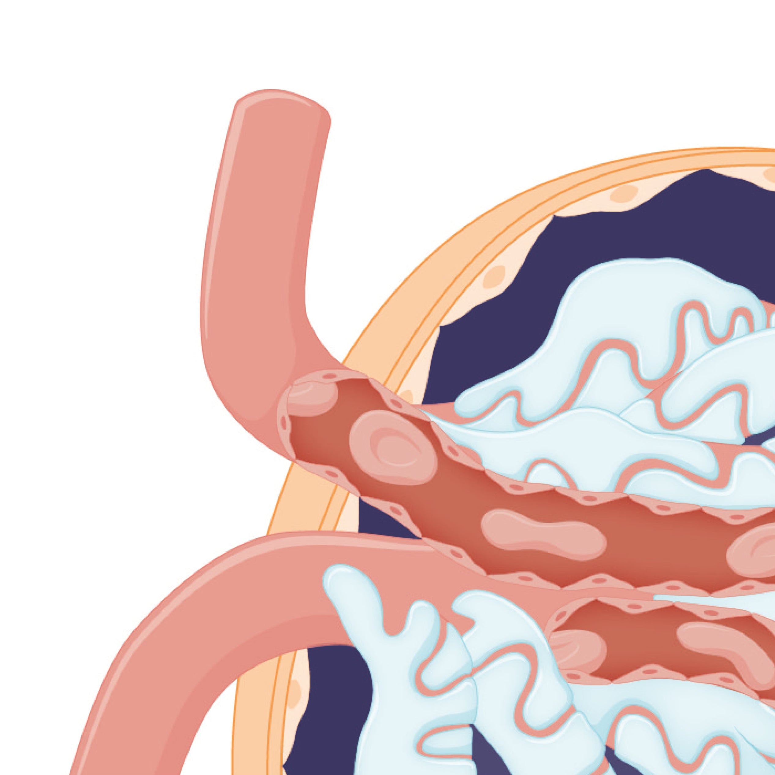 Stylised anatomical illustration of the glomerulus with podocytes within the Bowman's capsule of the kidney