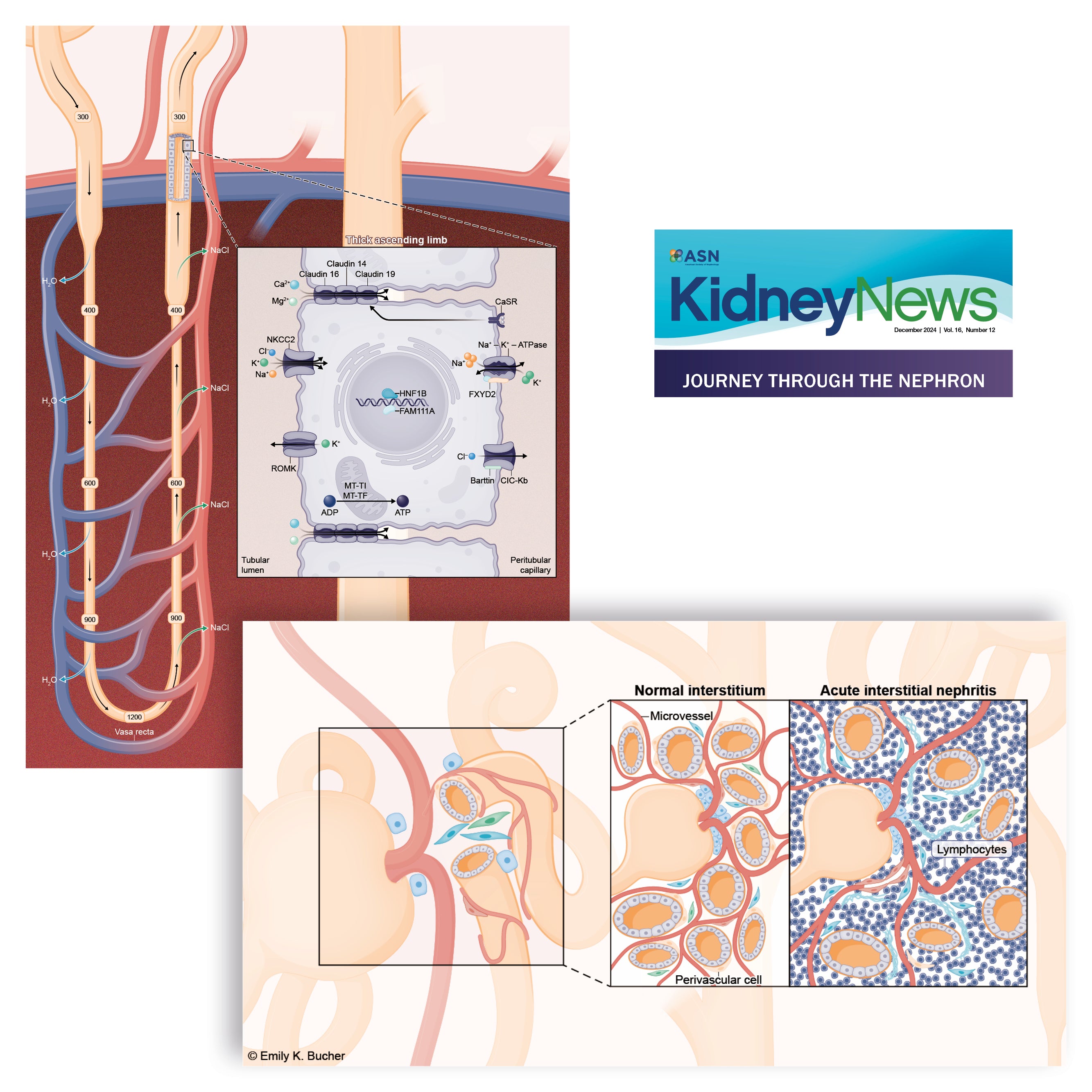 Illustrations of kidney anatomy and nephron function with 'ASN Kidney News' branding for special edition Kidney Week.