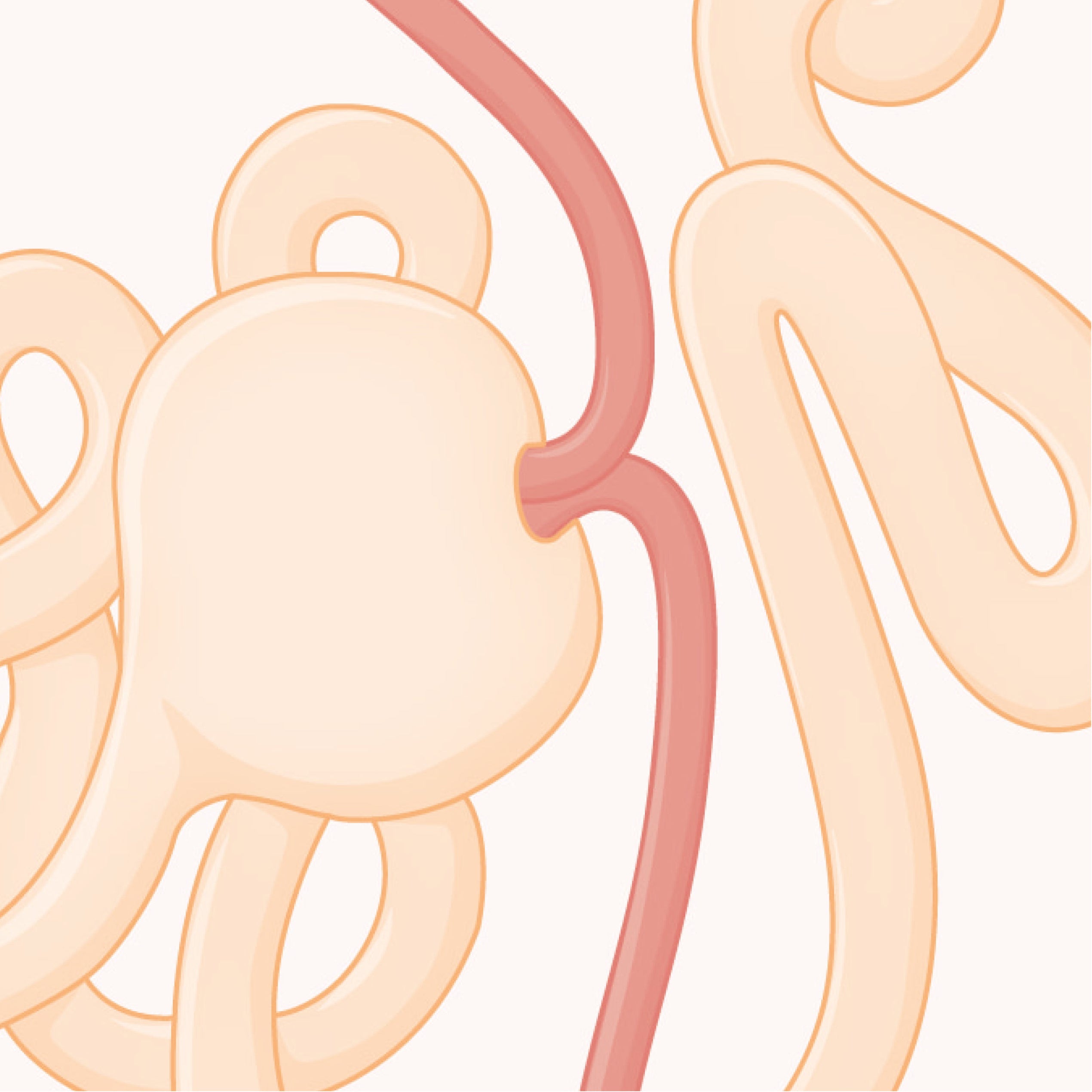 Stylised technical colour line illustration of the Bowman's capsule of the kidney
