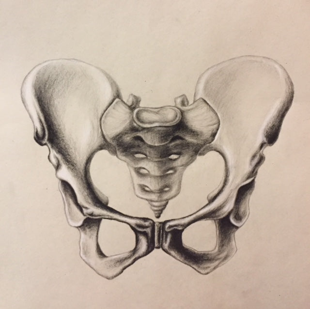 Traditional conte drawing of a human pelvis on a beige background